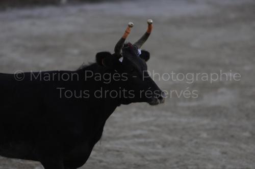 raseteur-03.05.23-100
