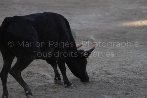 raseteur-03.05.23-124