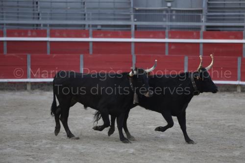 raseteur-03.05.23-141