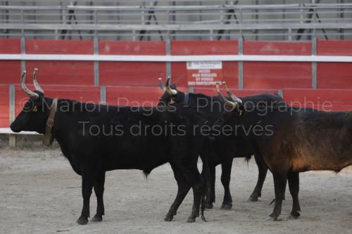 raseteur-03.05.23-142